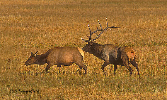 elk-2386-f