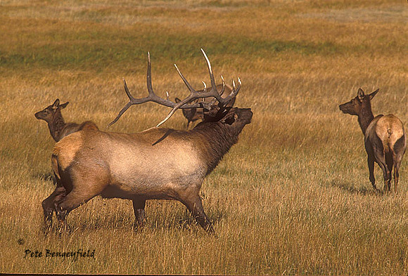 elk-2370-F