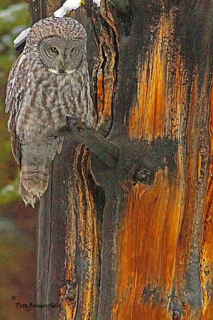 owl-524-d