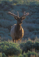 ELK-4449-f