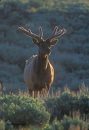 ELK-4449-f