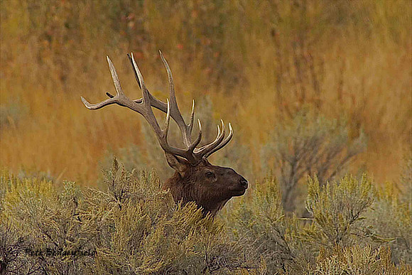 elk-4927-d