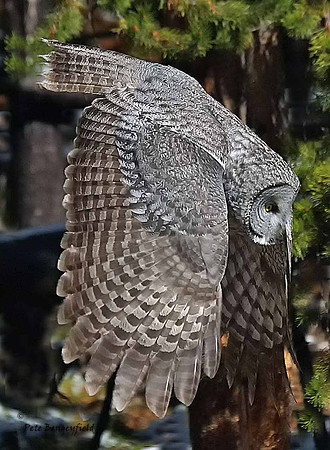 owl-532-d