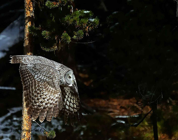 owl-527-d