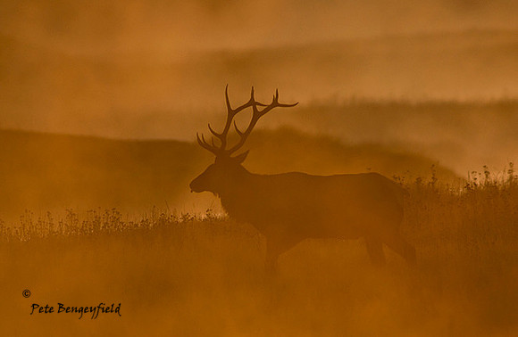 elk-4869-d