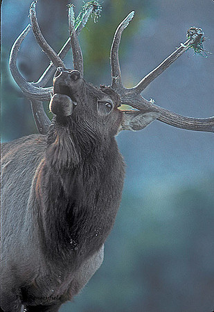elk-1933-k