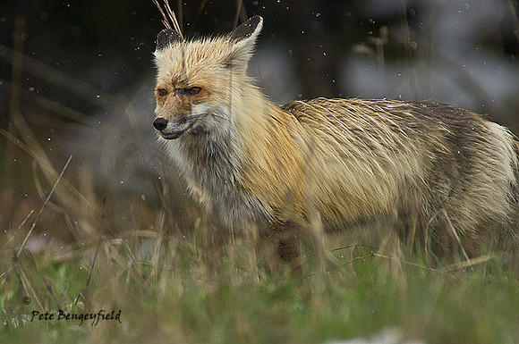 fox-405-d