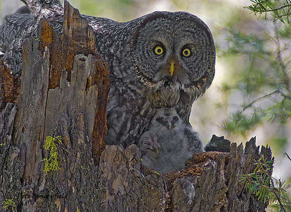owl-481-d
