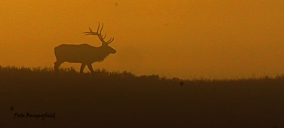 elk-4940-d