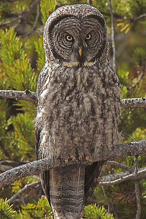owl-517-d