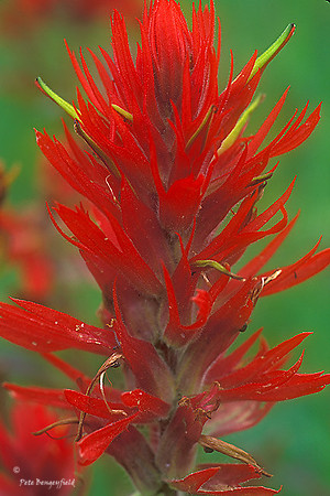 red-135-f