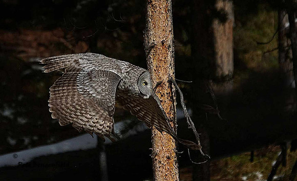 owl-529-d