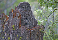 Great Grey Owl