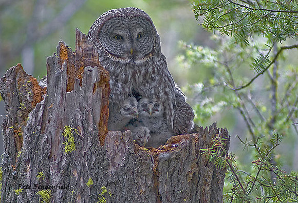 owl-491-d