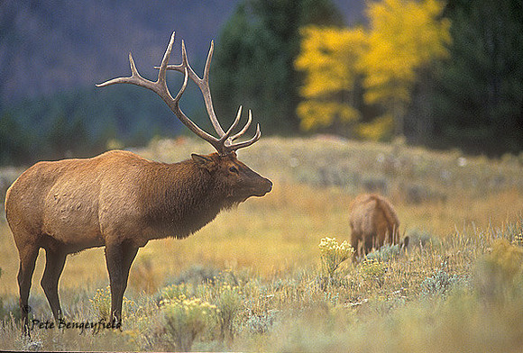 elk-2459-f