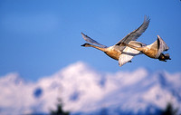 Swan