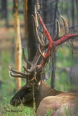elk-2184-k