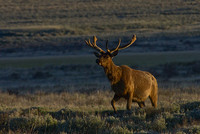 elk-4855-d