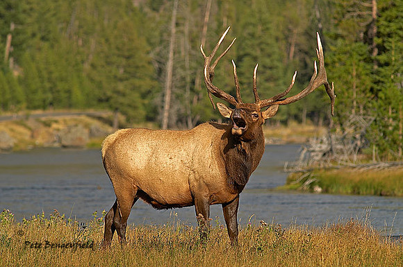ELK-4504-d