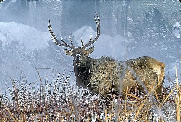 elk-0592-k