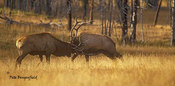 elk-2886-K