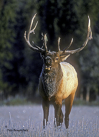 elk-0362-k