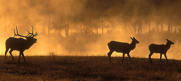 elk-3381-f