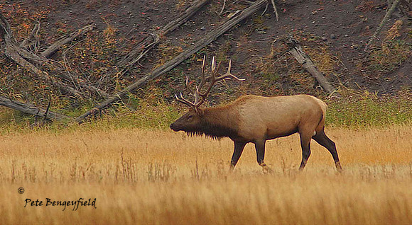 elk-4906-d