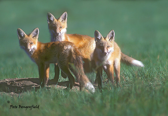fox-106-k