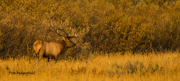 elk-4876-d