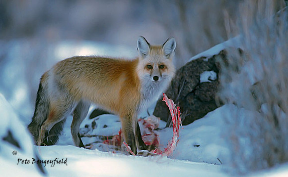 fox-328-f
