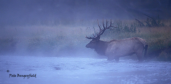 elk-3343-f