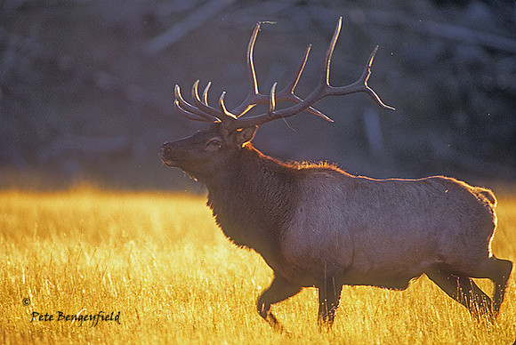 elk-3399-f
