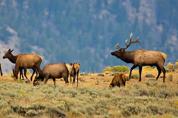 elk-4969-d