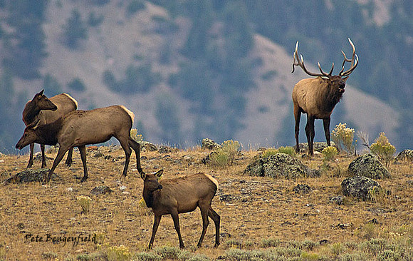 elk-4878-d