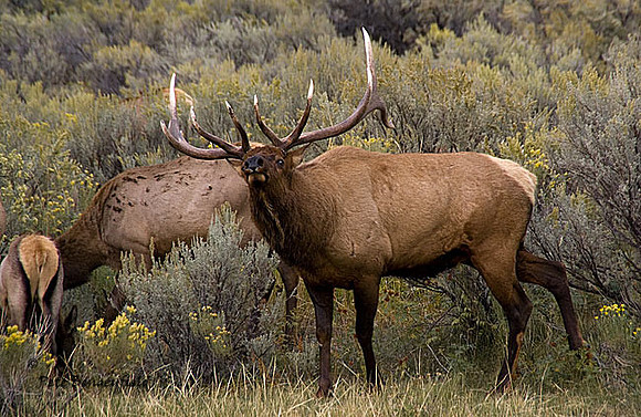 elk-4799-d