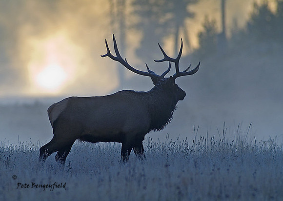 elk-4793-d