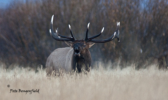 elk-4866-d