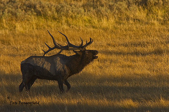 elk-4864-d