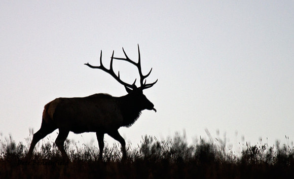 elk-4880-d