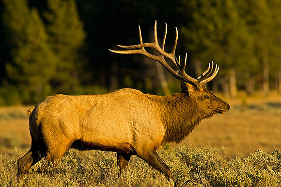 elk-4881-d