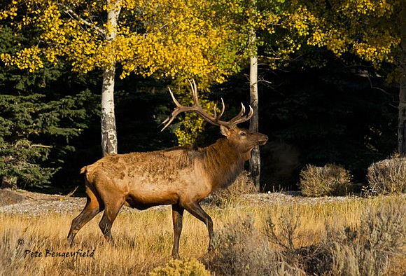 elk-4879-d