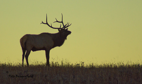 elk-4882-d