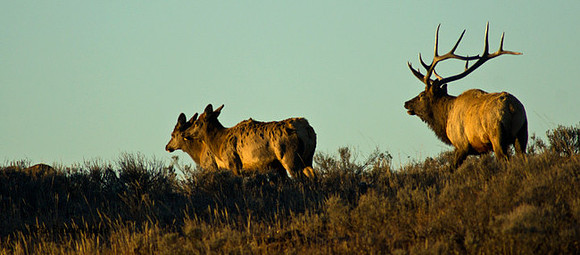 elk-4883-d
