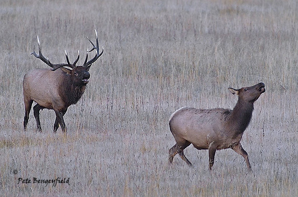 elk-4775-d
