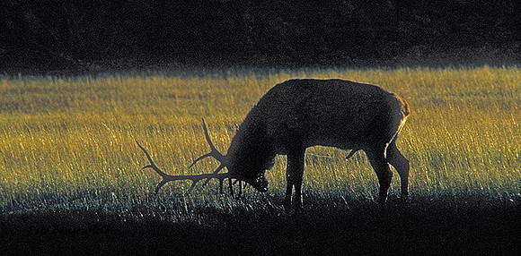 elk-1136-K