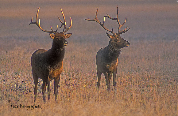 elk-4474-f