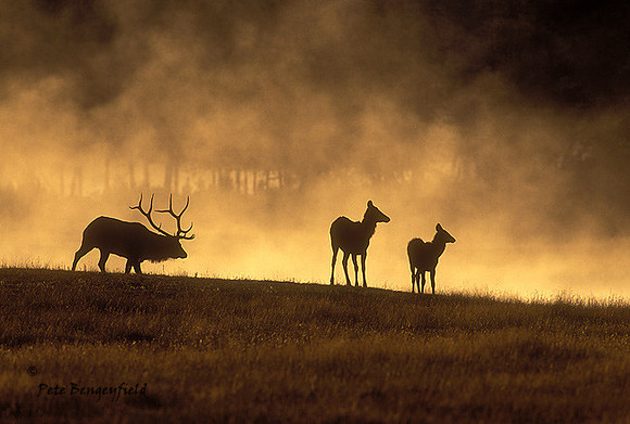 elk-3380-f