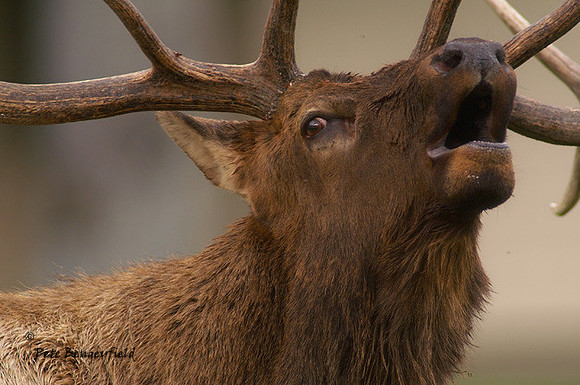 ELK-4712-d