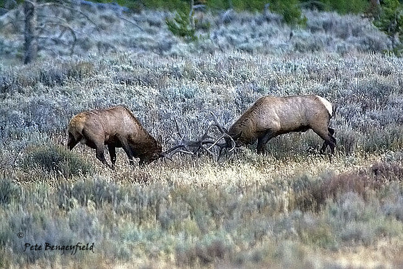 elk-4835-d